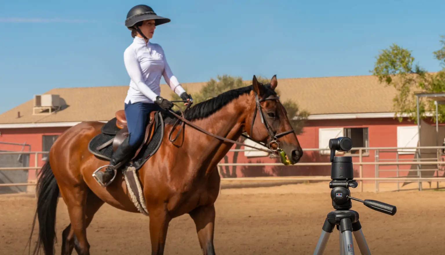 Equestrian